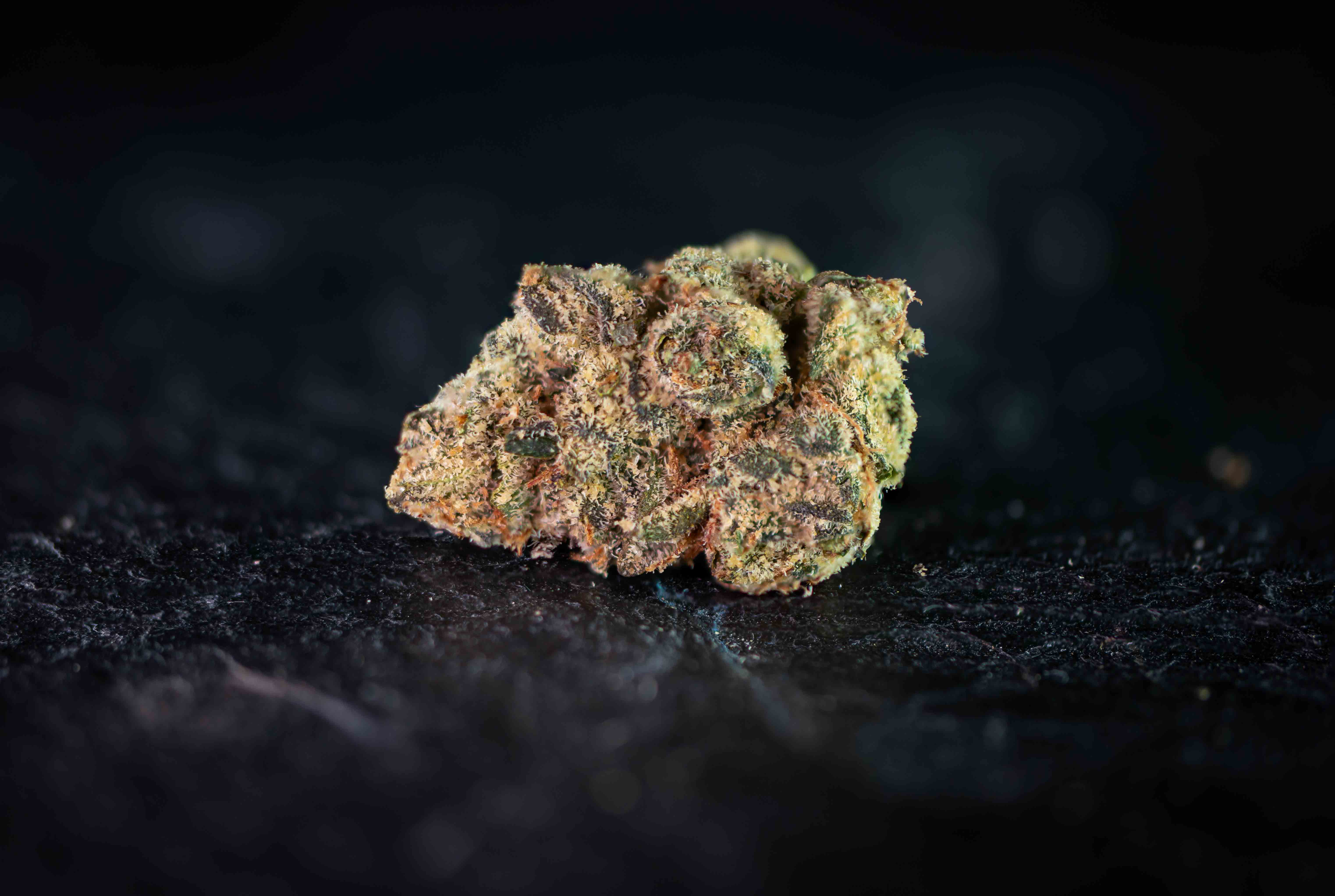 Gorilla Kush by Growery cannabis strain